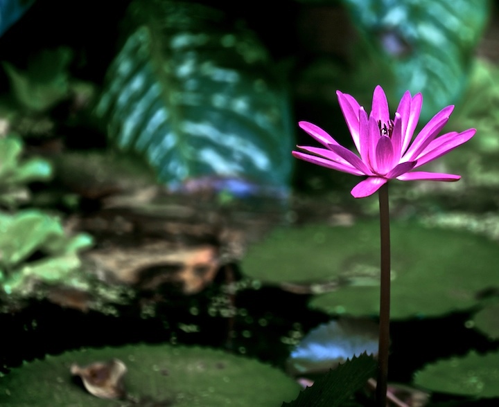 Singular Bloom