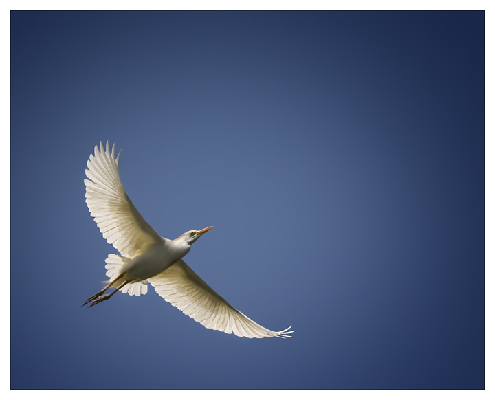 Sky Dancer