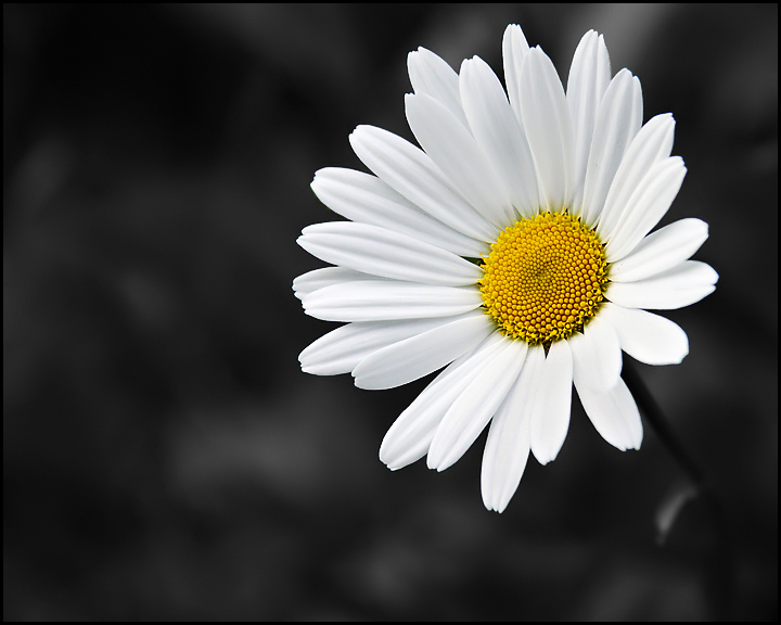 The Poet's Darling