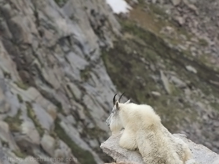 Goat Meditation