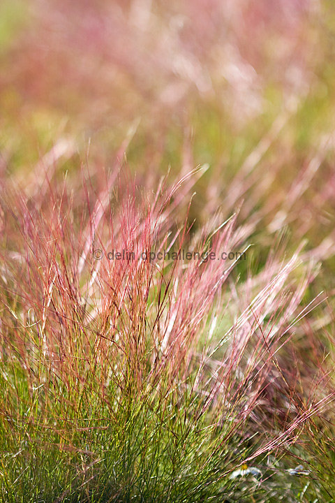 Sitting quietly, doing nothing, spring comes, and the grass grows by itself