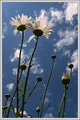 Daisies by the Porch