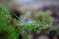 Wet Web