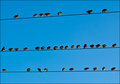 Starlings at Sunset