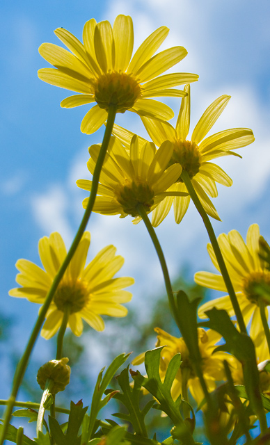 Reaching for the Sky