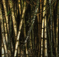 Bamboo Graffitti