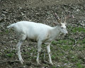 White Phase Whitetail Buck