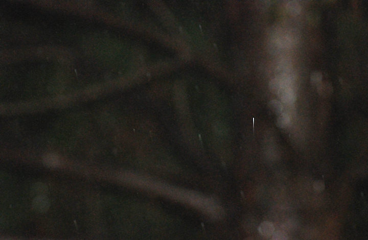 Rain and Pine