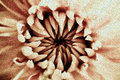 Centre of a flower