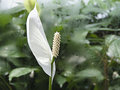 Peace Lily