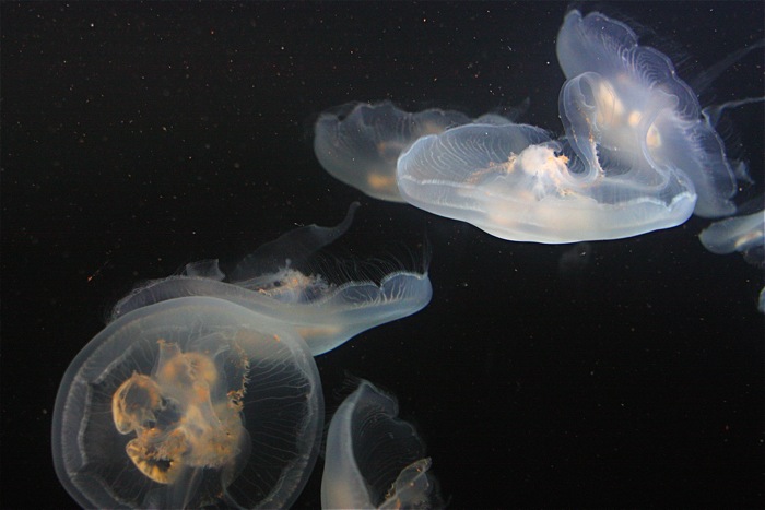 Jellyfish Galaxies