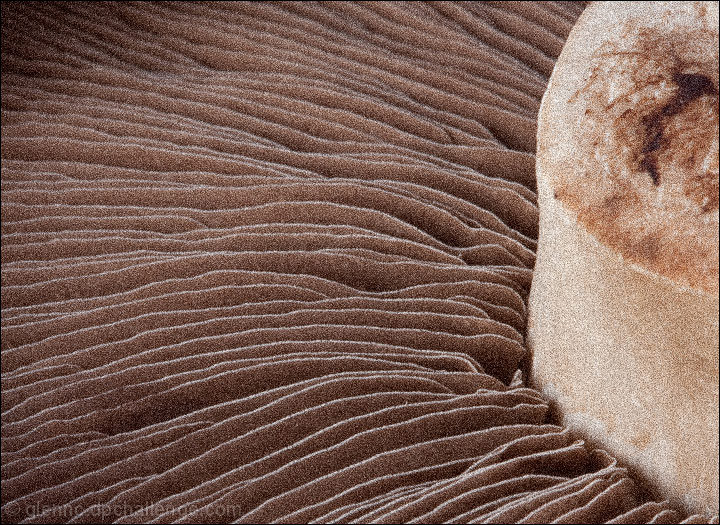 Mushroom close-up