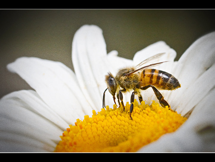 Bee