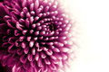 High Contrast Flower