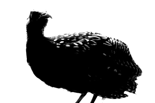 The Black francolin