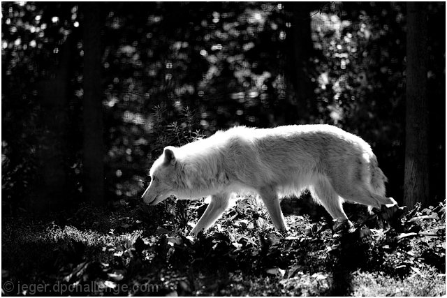 White Wolf in Shadow