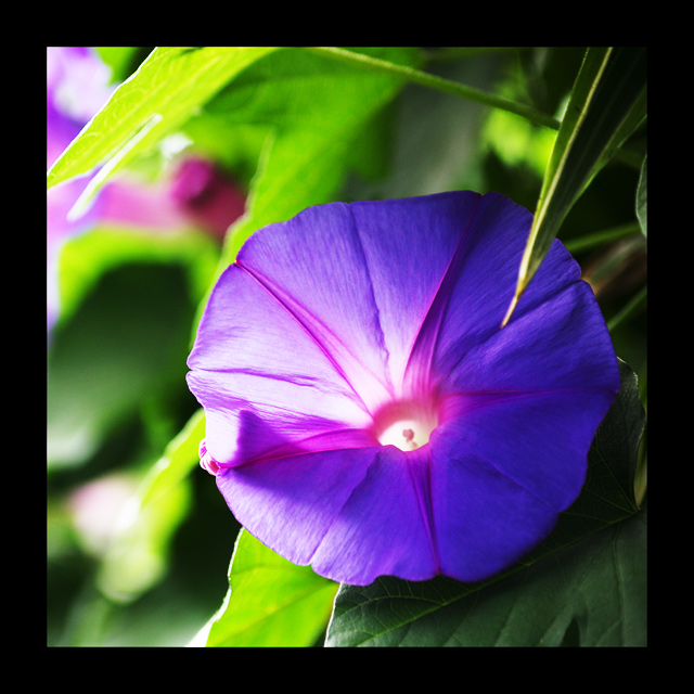 The Butterfly House