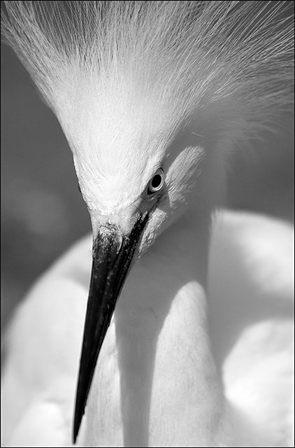 Ruffled Feathers