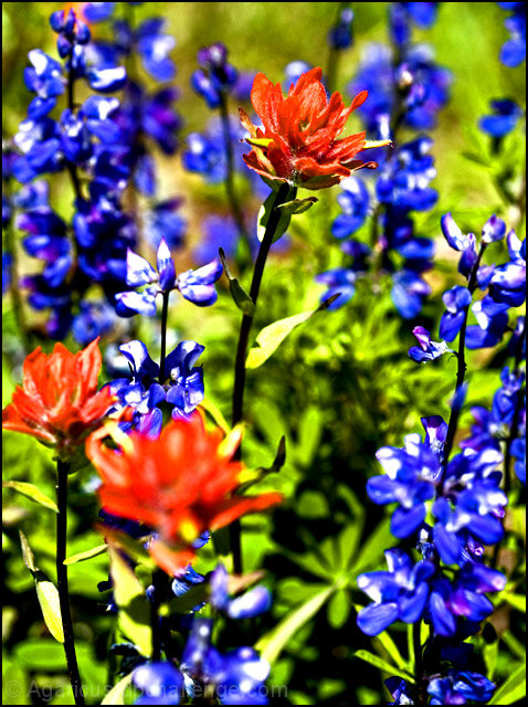 Paints and Lupines