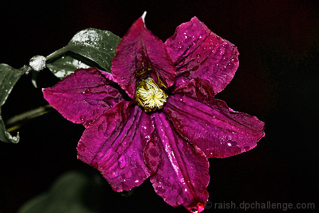 Year's First Clematis