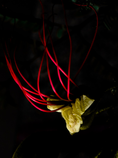 Birth