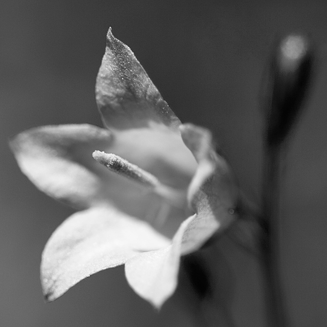 New Life