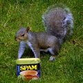 GOT SPAM?
