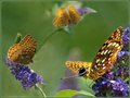 Butterflies