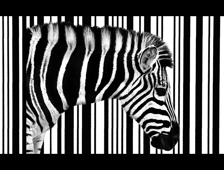 Black or White