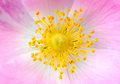 Pastel Beauty
