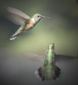 hummingbrids