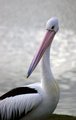 Nature's Zoolander
