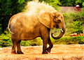 Dirt Bath at the Pittsburgh Zoo