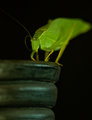 Leaf Grasshopper