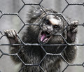 Caged