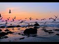Gulls at Sunset, Scheveningen