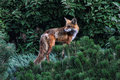 Backyard fox