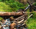 forest stream  |  San Gorgonio Wilderness