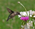 Juvenile Hummer