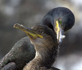 Mother and Baby Shag