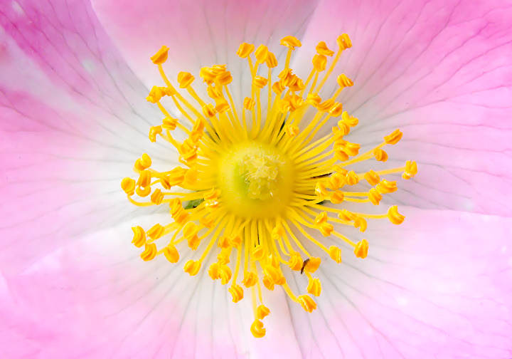 Pastel Beauty