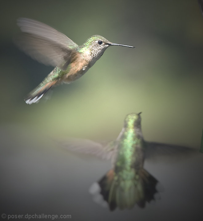 hummingbrids
