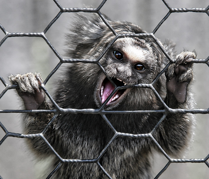 Caged