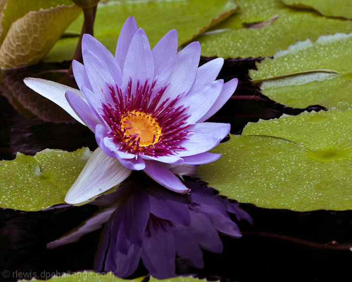 Water Lilly Reflection