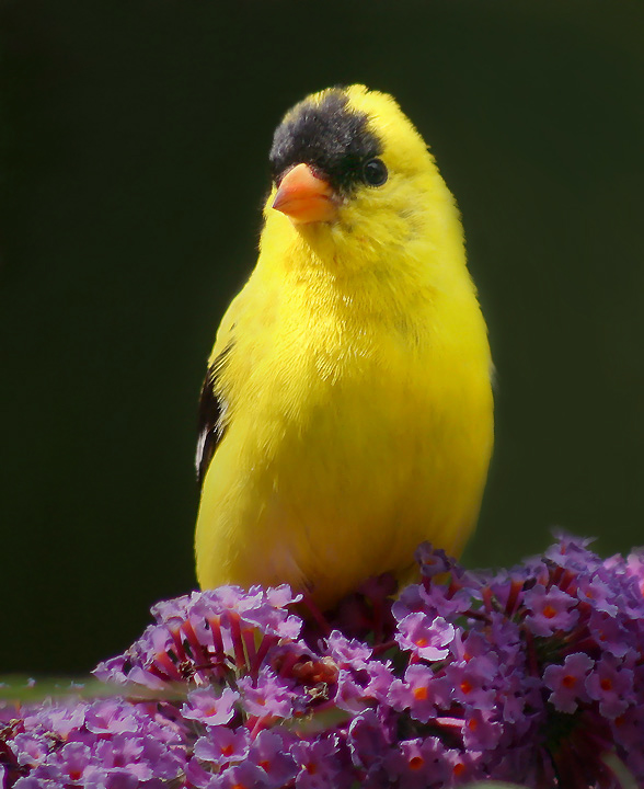 Goldfinch Portrait