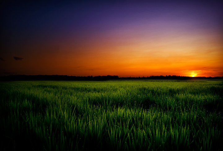 Delta Rice Field at Sunset