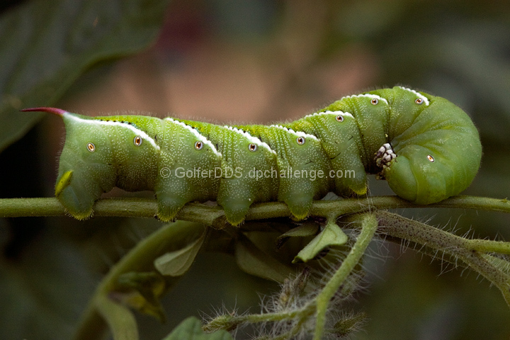 A Hawk Moth Caterpillar