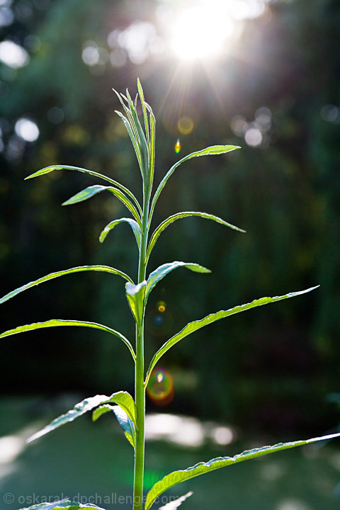 straws in the sun