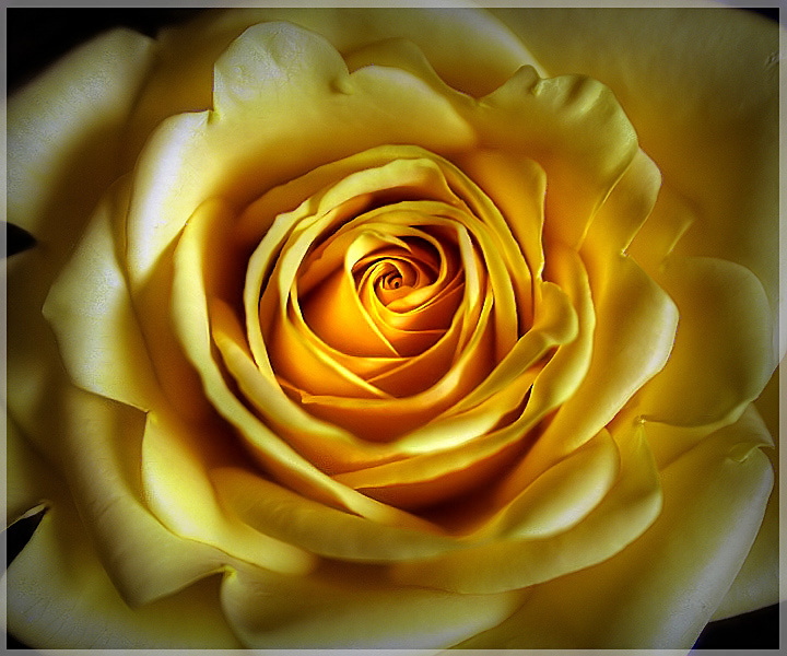 Big Yellow Rose