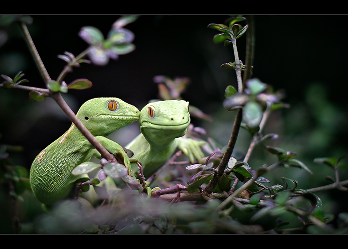 lizard love